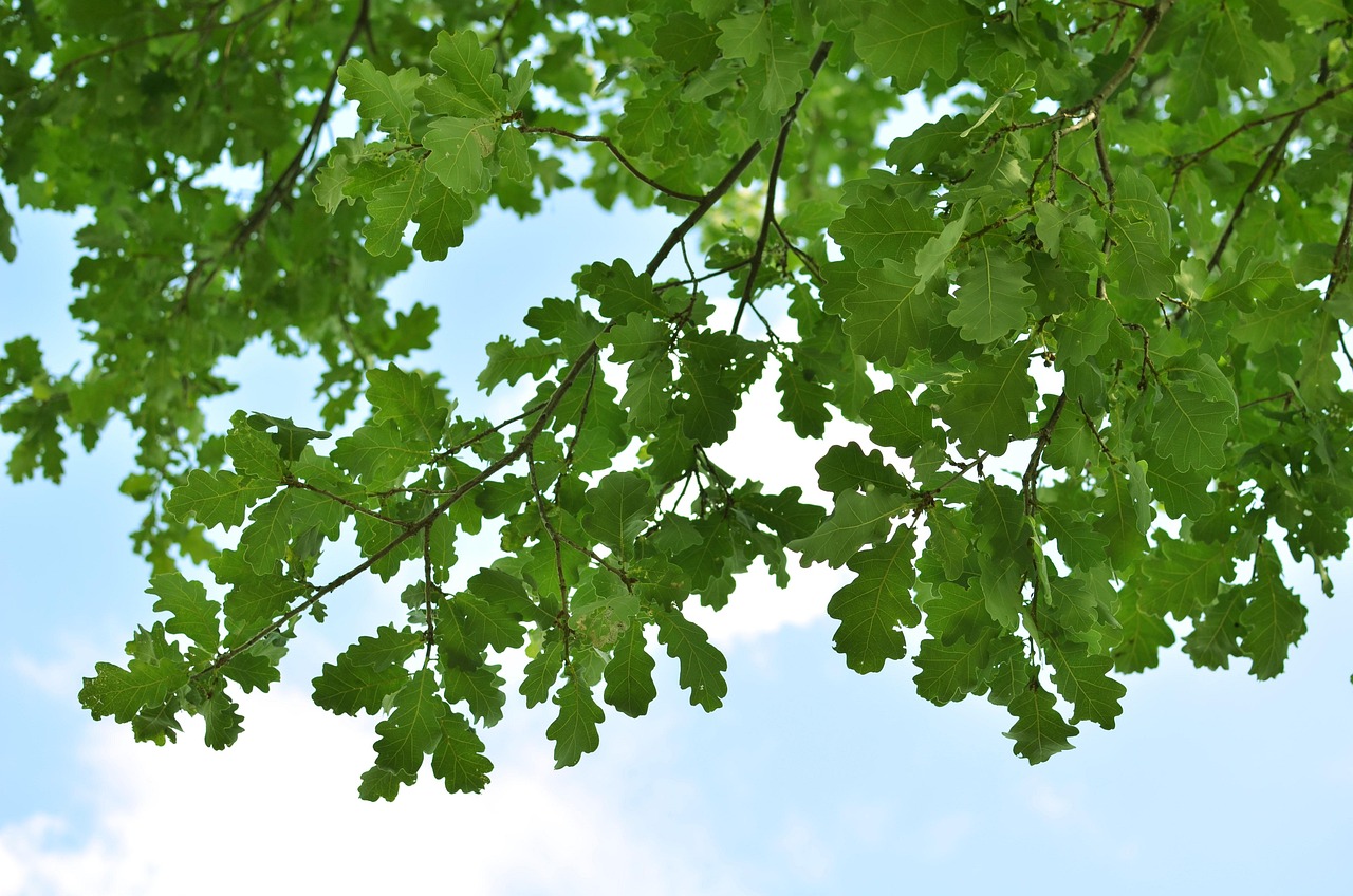 How to Keep Oak Trees Healthy: Essential Care Tips for Long-Lasting Beauty