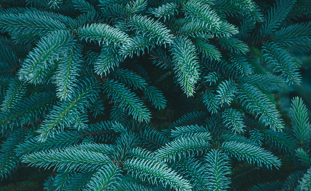 How to Grow a Blue Spruce Tree: Tips for Success