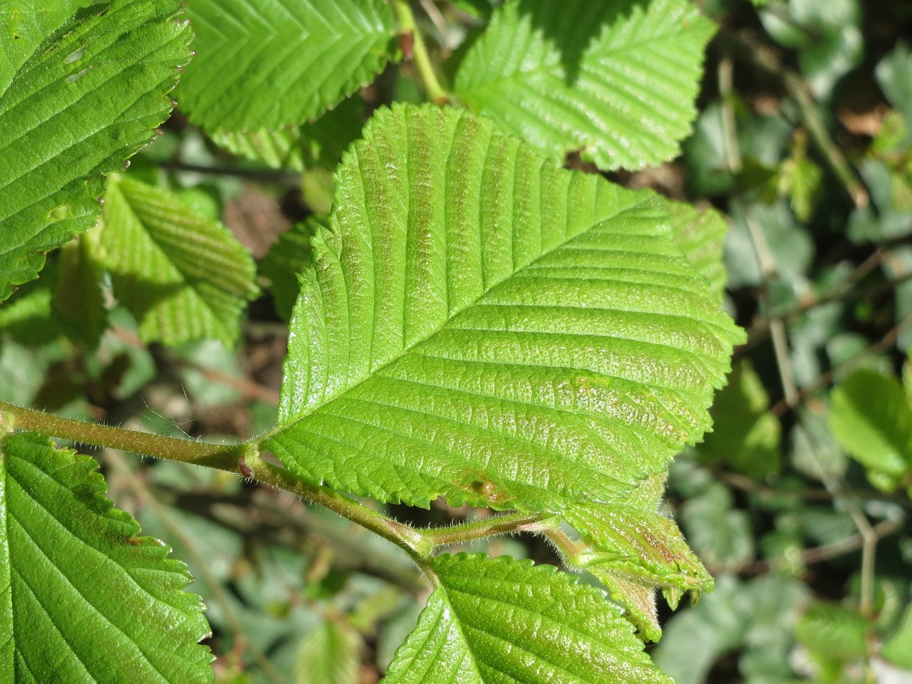 How Fast Do Elm Trees Grow in Urban Areas?
