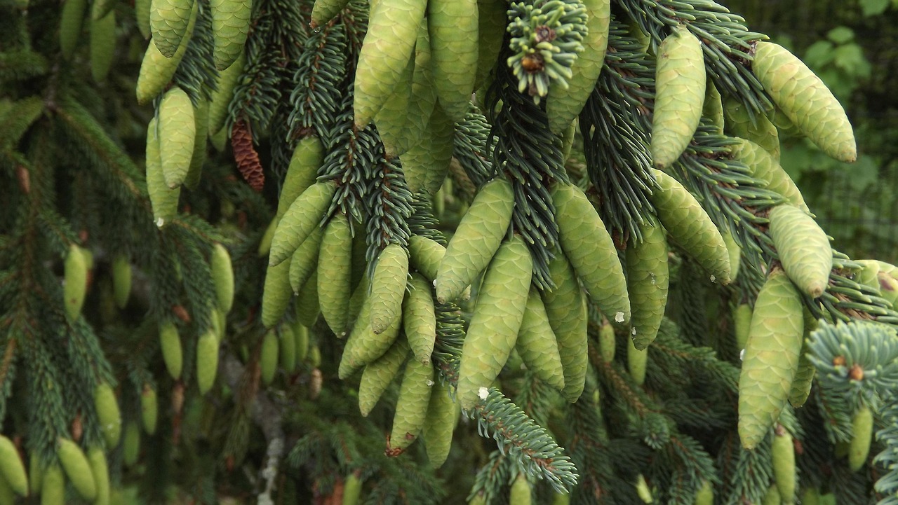 How Long Do Blue Spruce Trees Live? Lifespan & Care Tips