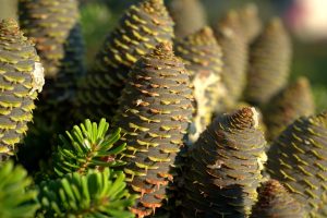 Fertilizing Blue Spruce Trees