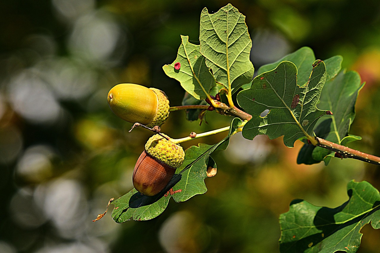 How to Grow Hackberry Tree from Seeds: Step-by-Step Guide