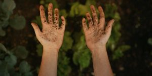 When and How to Sow Stratified Hackberry Seeds