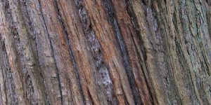 Pruning and Maintenance Tips for Root Health