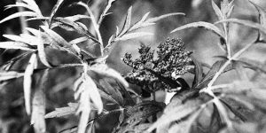 At What Age Do Silver Maples Begin Producing Seed Pods?