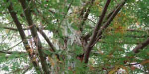 Establishing Seedlings from Samaras