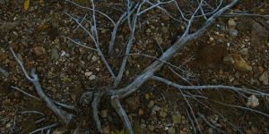 Challenges with Silver Maple Seedlings
