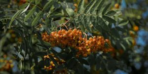 Selecting the Right Cultivar