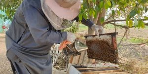 Fertilizing Techniques
