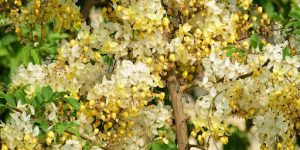 Long-Term Landscape Planning