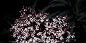 Hackberry Flower
