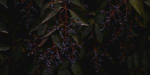 Edibility and Nutritional Value of Hackberry Fruits