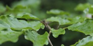 Ecological Benefits