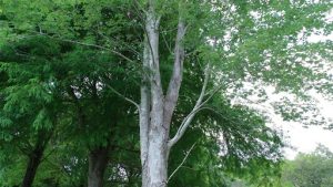 How to care for a Silver Leaf Maple tree