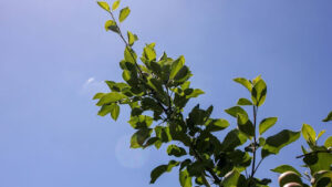 Long-Term Growth of Green Ash Trees from Seeds
