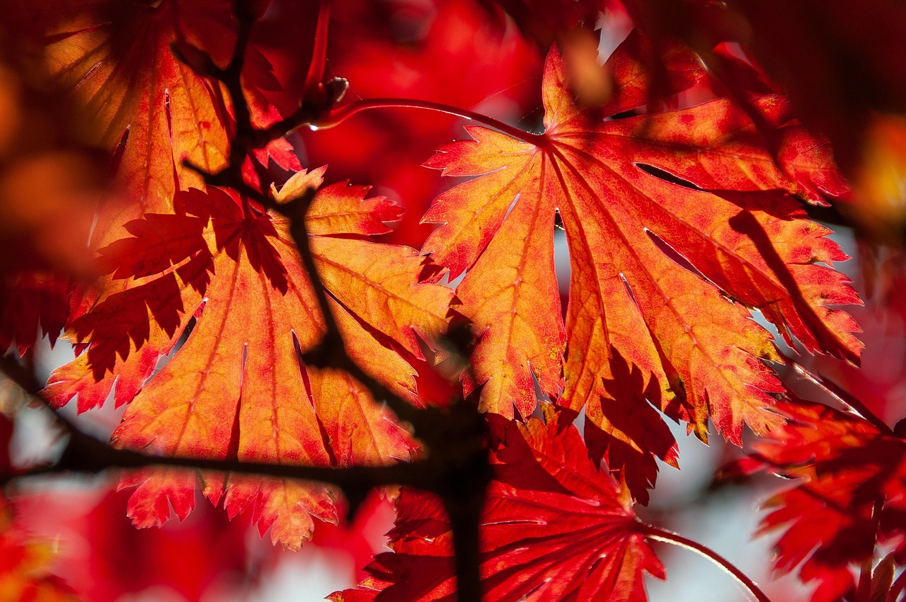 Silver Leaf Maple Tree Facts: Growth, Care & Tips