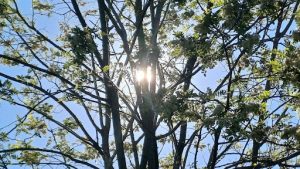 Silver Leaf Maple tree identification guide