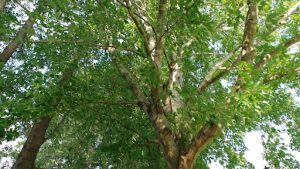 Silver Leaf Maple tree root system issues