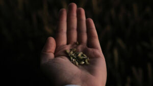 Green Ash Tree Seeds