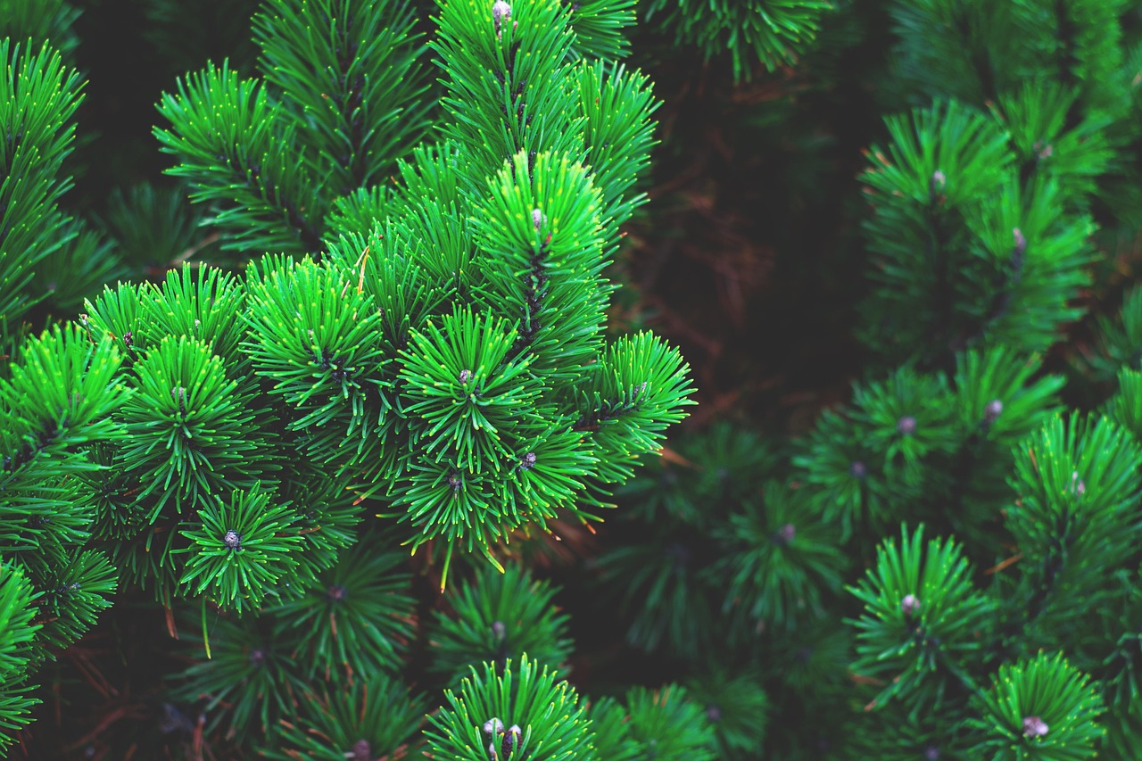 How to Grow a Green Ash Tree from Seeds Successfully