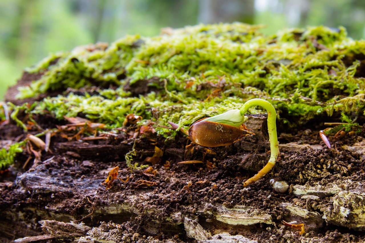 How to Grow a Healthy Honey Locust Seedling at Home