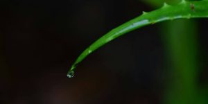 Germination & Early Care