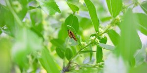 When & Where to Plant Out Permanently