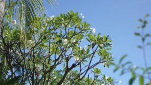 Blooming Mulberry Tree