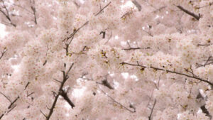 Blooming Season of the Mulberry Trees