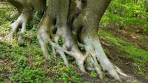 Can You Grow Mulberry Trees from Cuttings