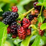 Can You Grow Mulberry Trees from Cuttings
