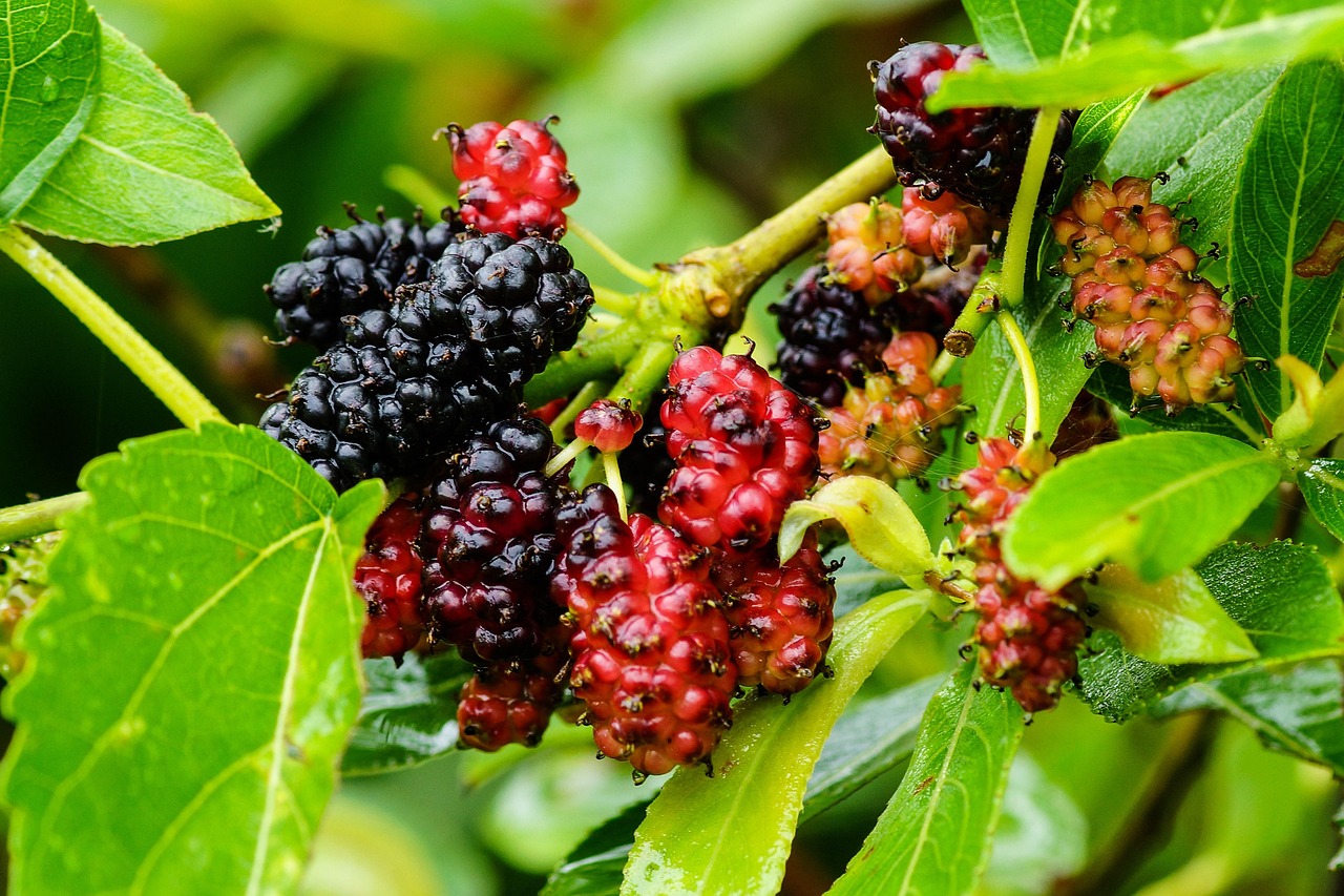 Can You Grow Mulberry Trees from Cuttings? Easy Guide