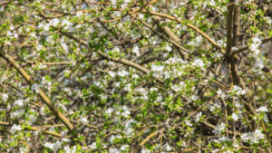 How Climate & Location Influence a Blooming Mulberry Tree