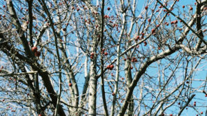 Mulberry Species and Their Blooming