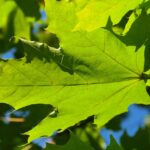 Silver Maple Tree Leaf Identification