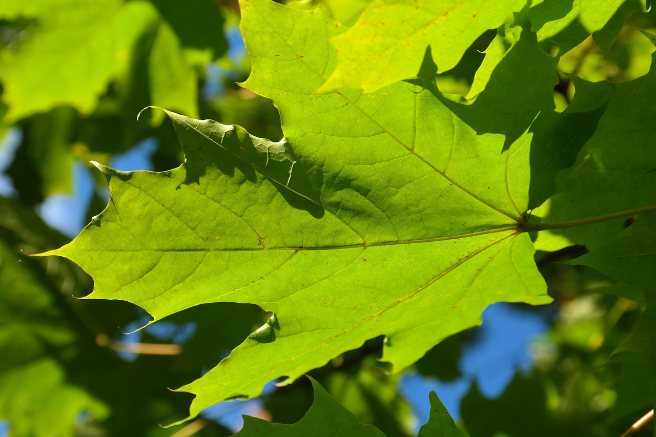 Silver Maple Tree Leaf Identification: A Complete Guide