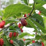 When Do Mulberry Trees Bloom