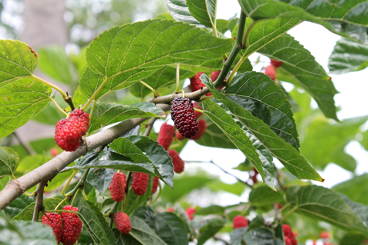 When Do Mulberry Trees Bloom? A Complete Guide