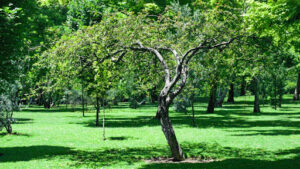 Green Ash Tree Pros and Cons