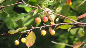 Hackberry Tree Pros and Cons