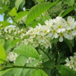 Hackberry Tree Pros and Cons