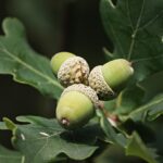 How Fast Do Bur Oak Trees Grow