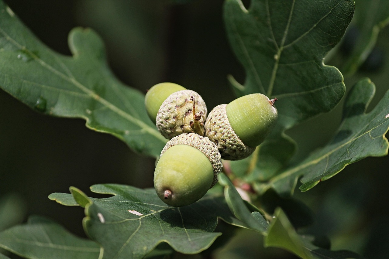 How Fast Do Bur Oak Trees Grow & What Affects Growth Rate?