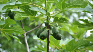How Much Is a 50 Ft Black Walnut Tree Worth on Your Property