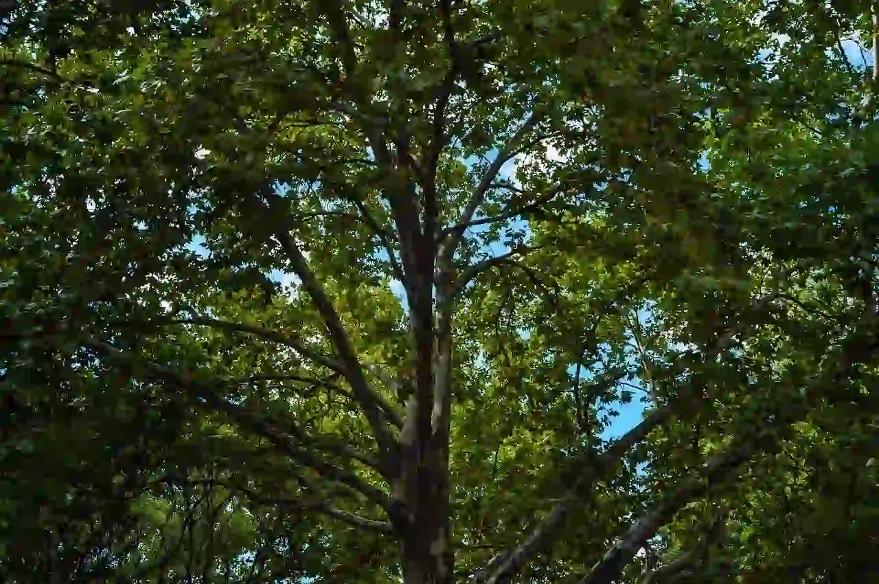 London Plane Tree vs Sycamore: Key Differences To Know