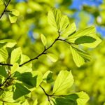 Siberian Elm vs American Elm