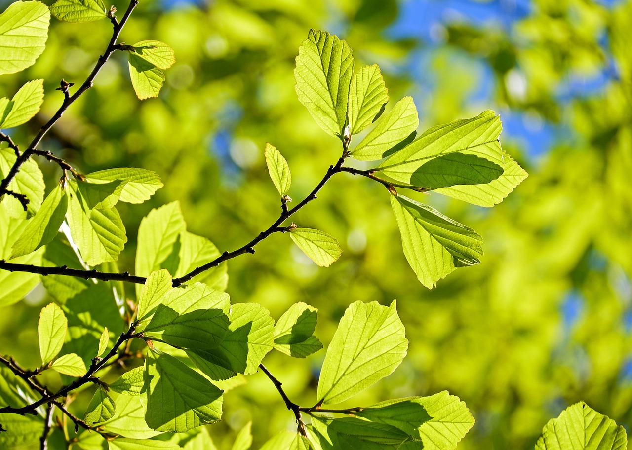 Siberian Elm vs American Elm: How to Identify & Choose the Right Tree