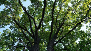 Growth Rate and Size Differences in Siberian Elm vs American Elm