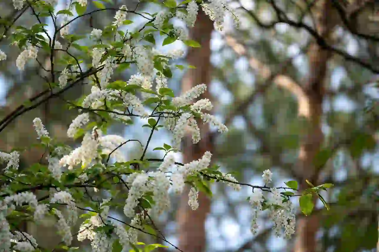 What Does a Hackberry Tree Look Like: Key Identification Features