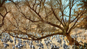 Best fruit trees that grow in Nebraska